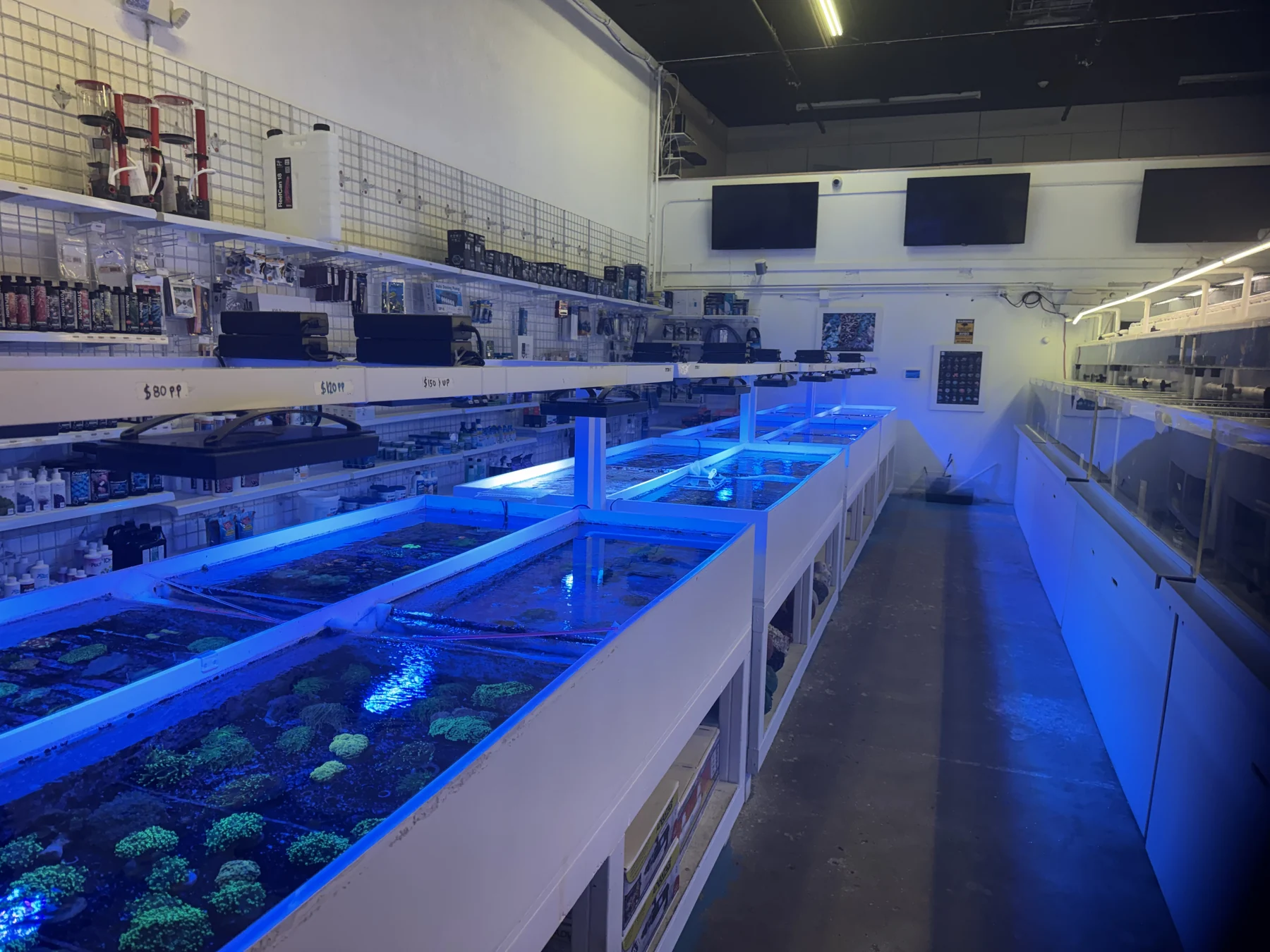 The coral room at EZ Reef Aquariums, with blue-lit coral tables and aquarium supplies