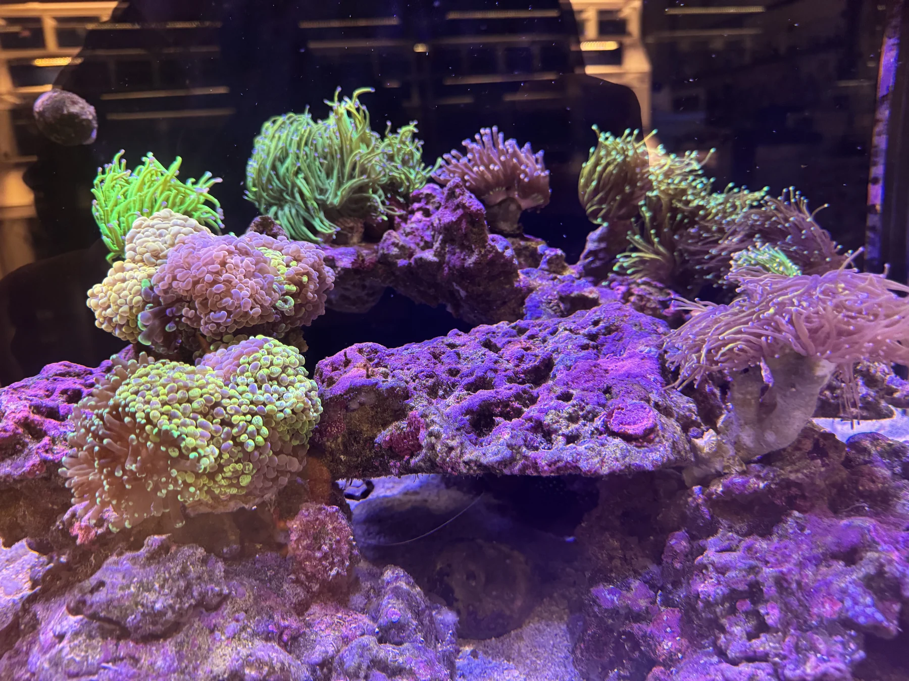 Bright green and purple corals in a reef display inside EZ Reef Aquariums
