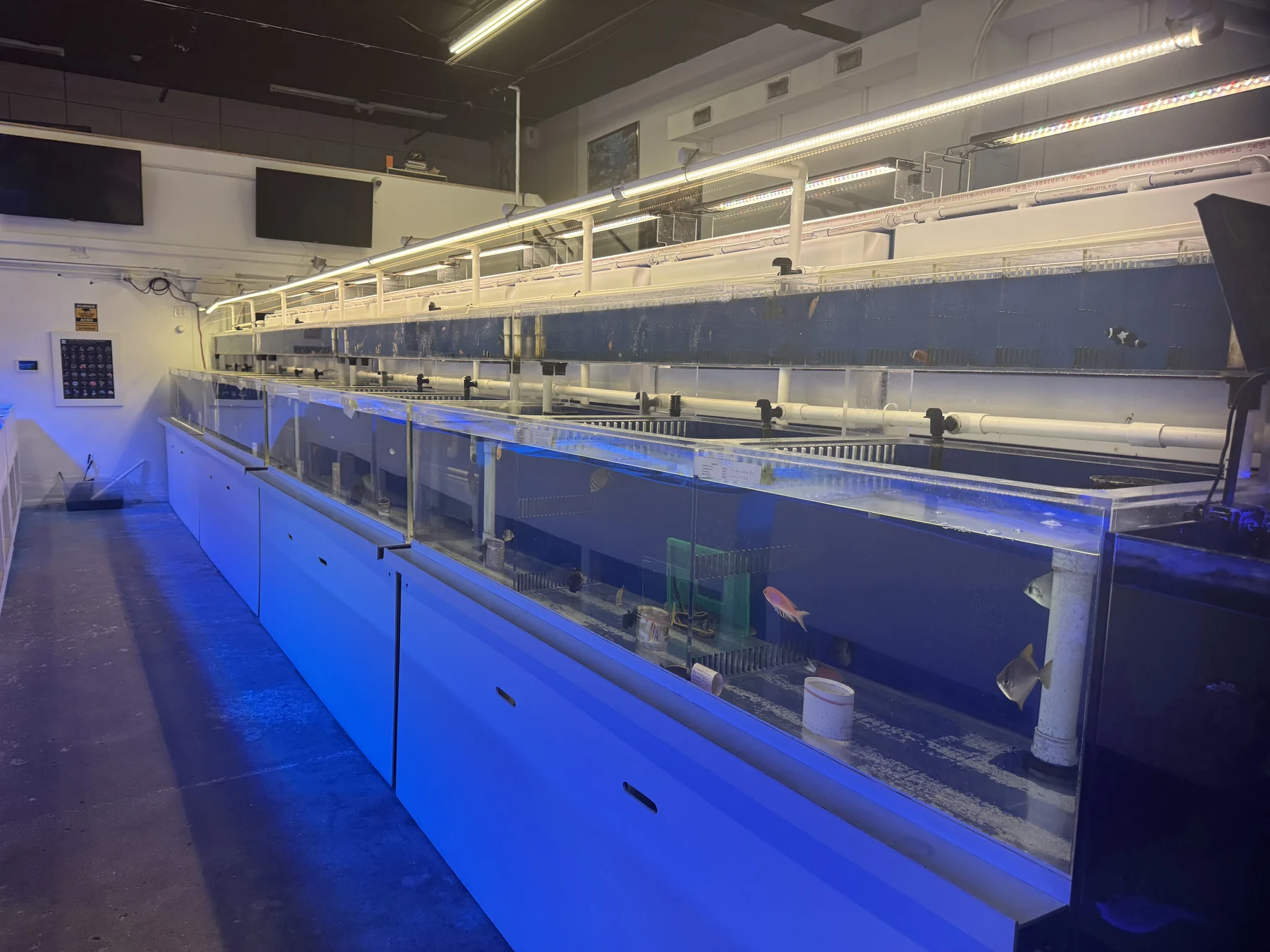 Rows of saltwater fish aquariums inside the EZ Reef Aquariums store